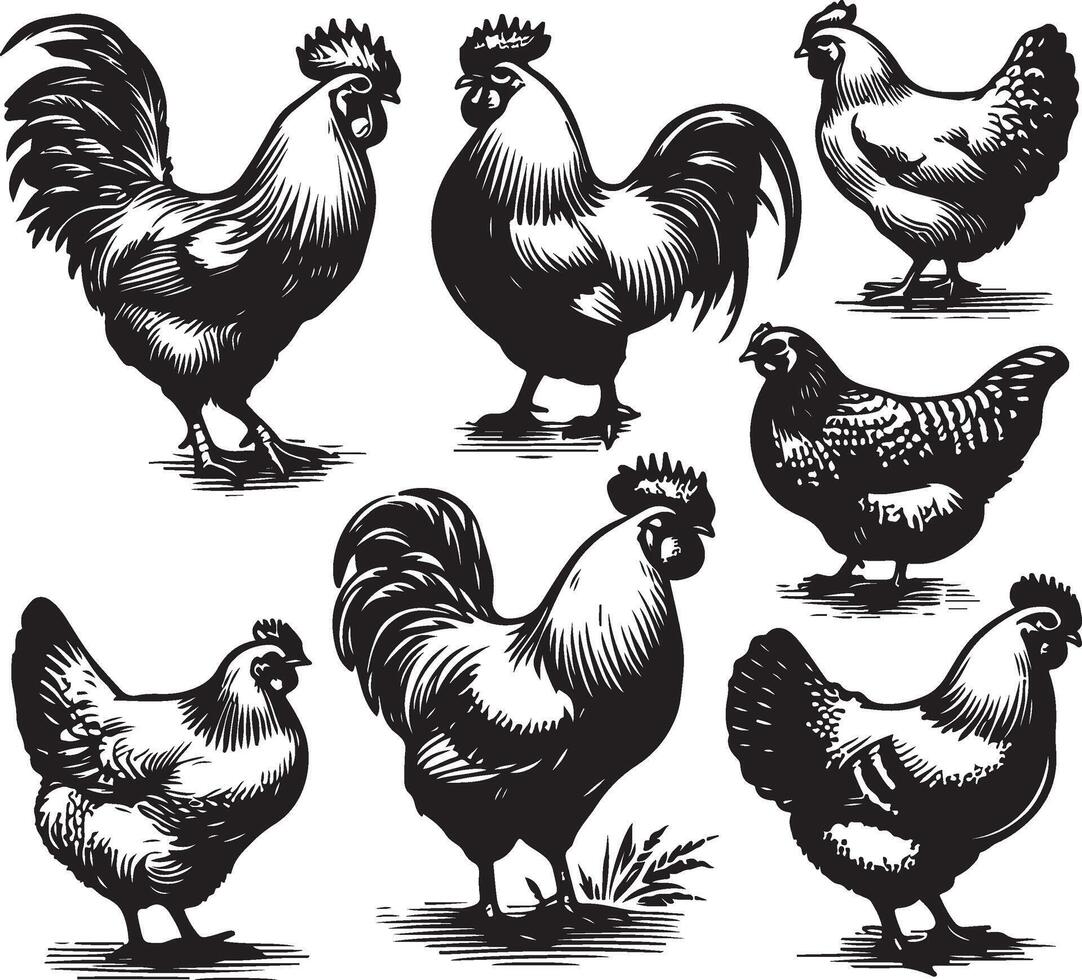 hen bundle black vector