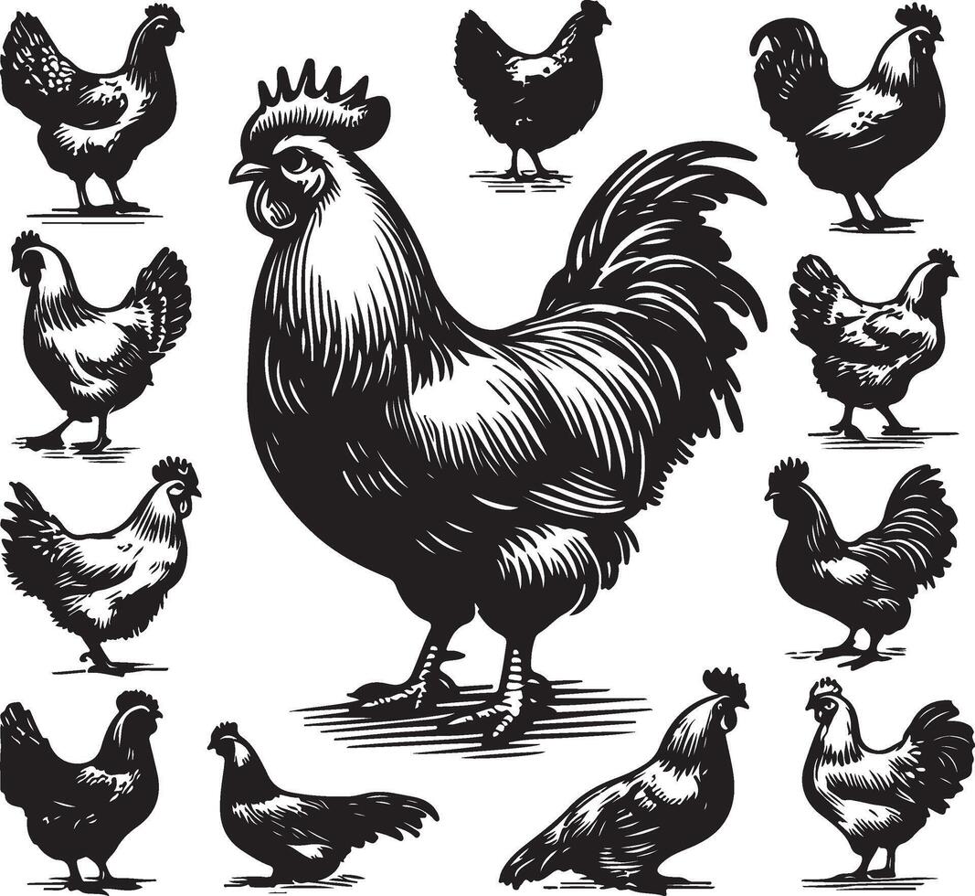 hen bundle black vector