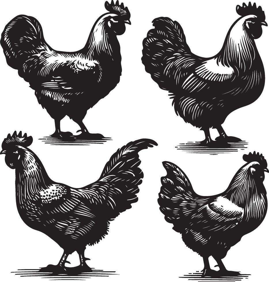 hen bundle black vector