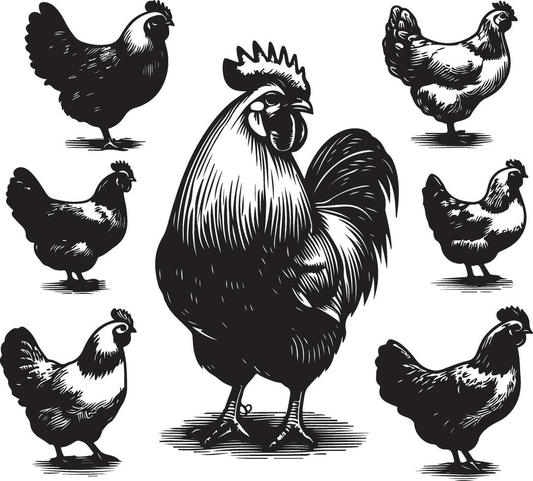 hen bundle black vector
