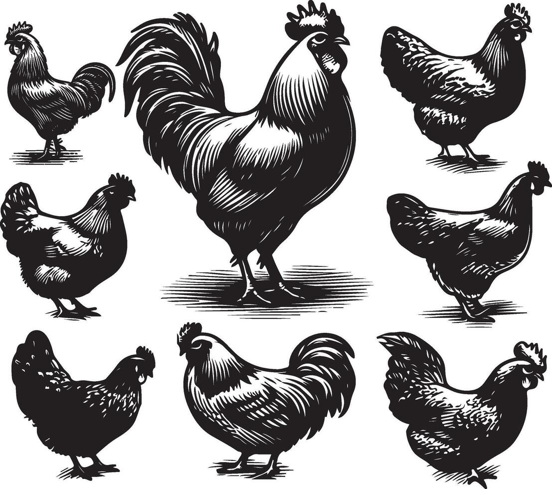 hen bundle black vector