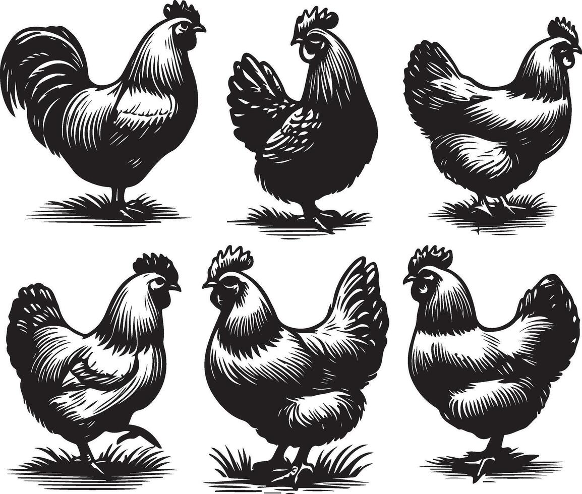 hen bundle black vector
