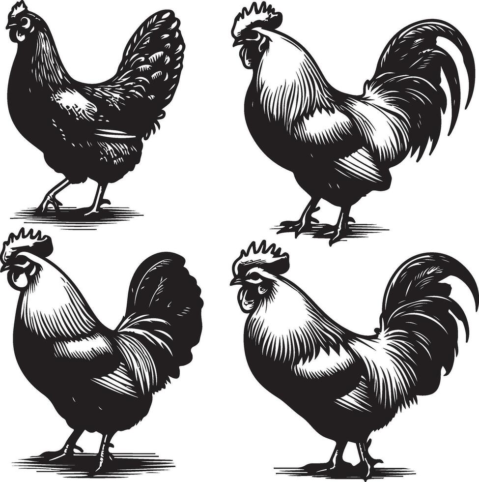 hen bundle black vector