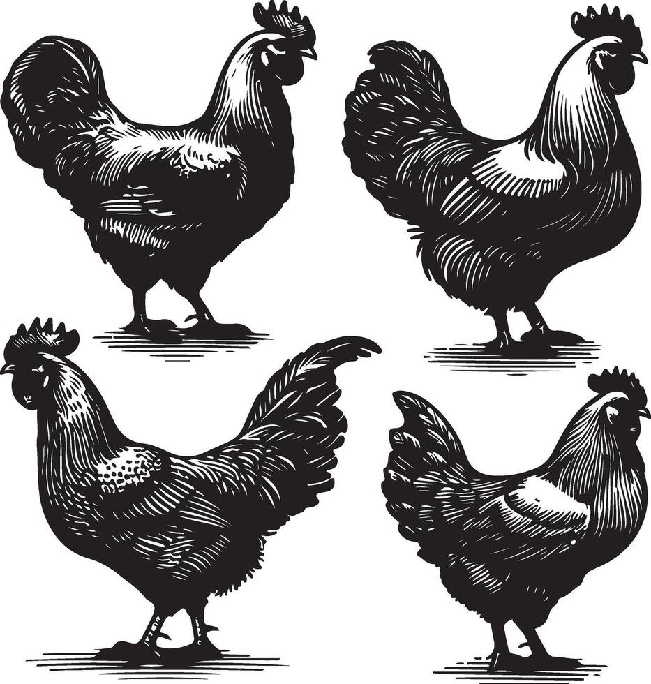 hen bundle black vector