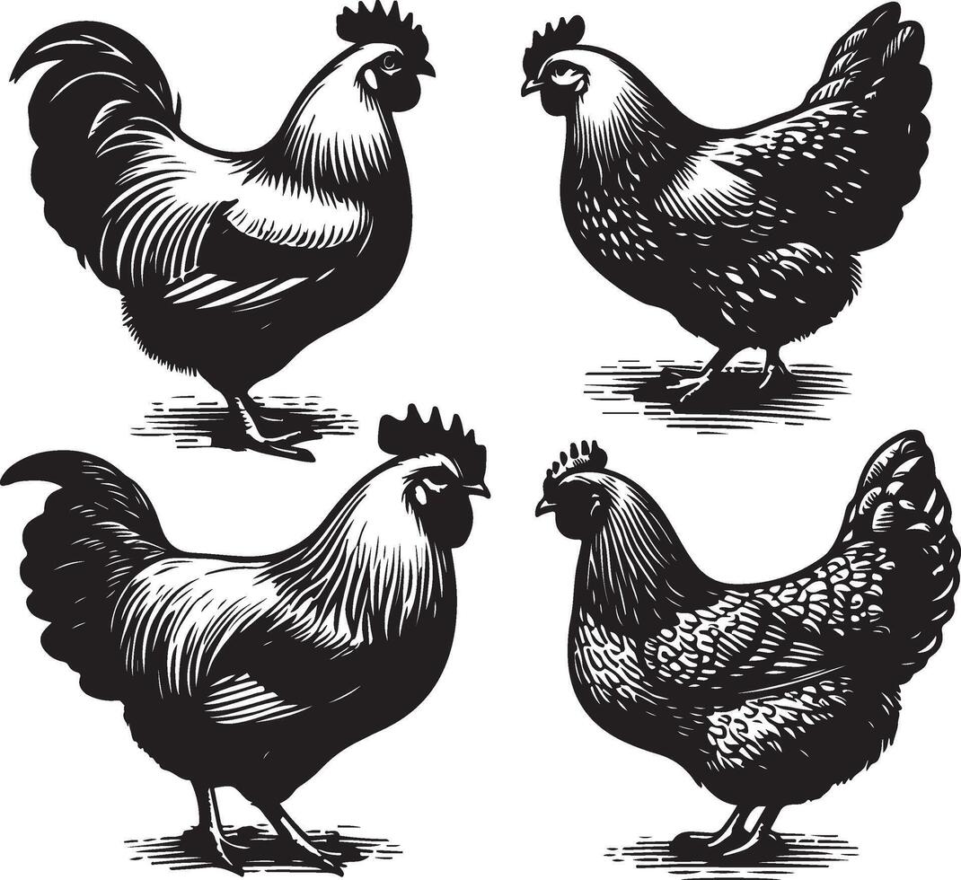 hen bundle black vector