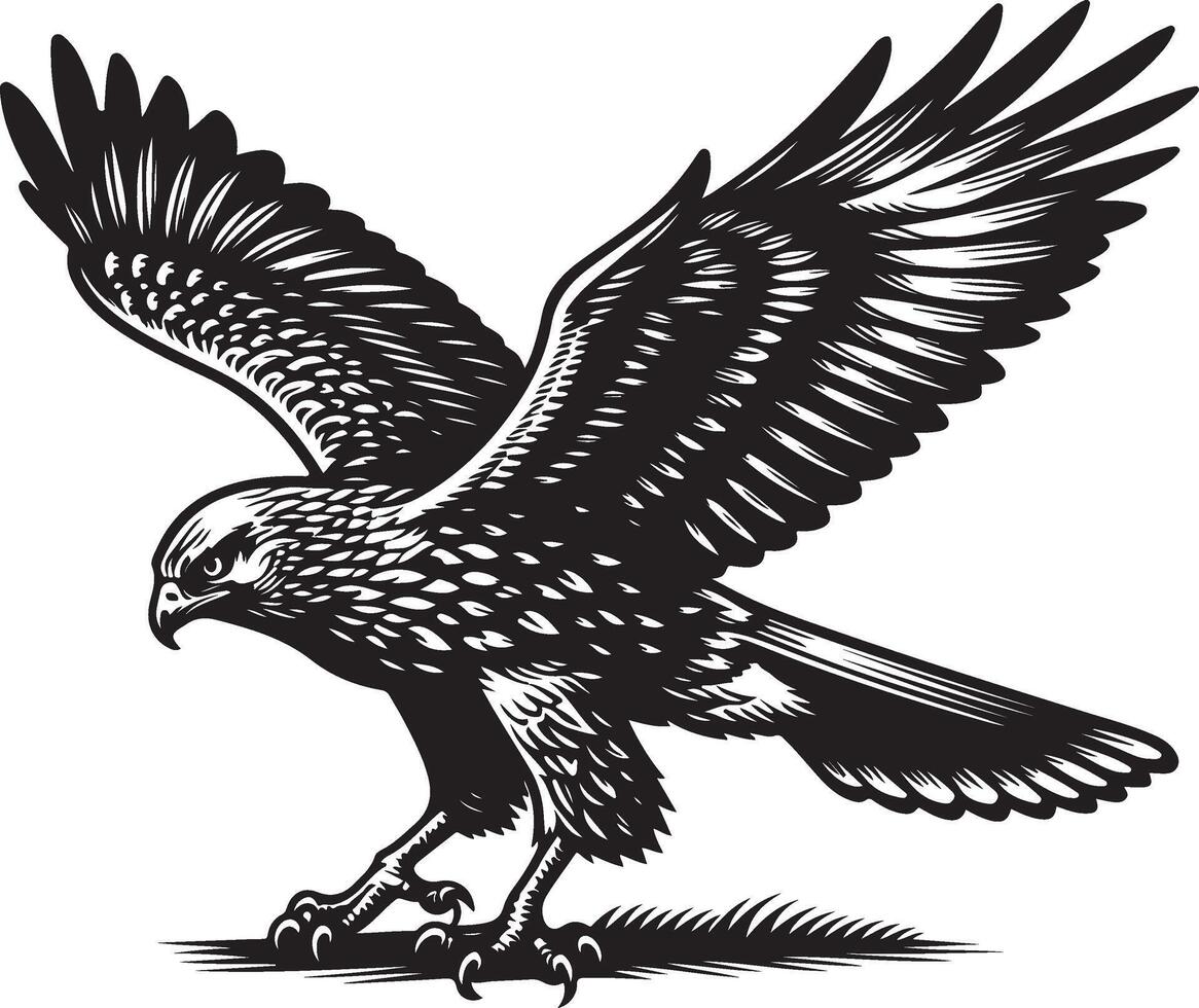 harrier bird illustration black vector