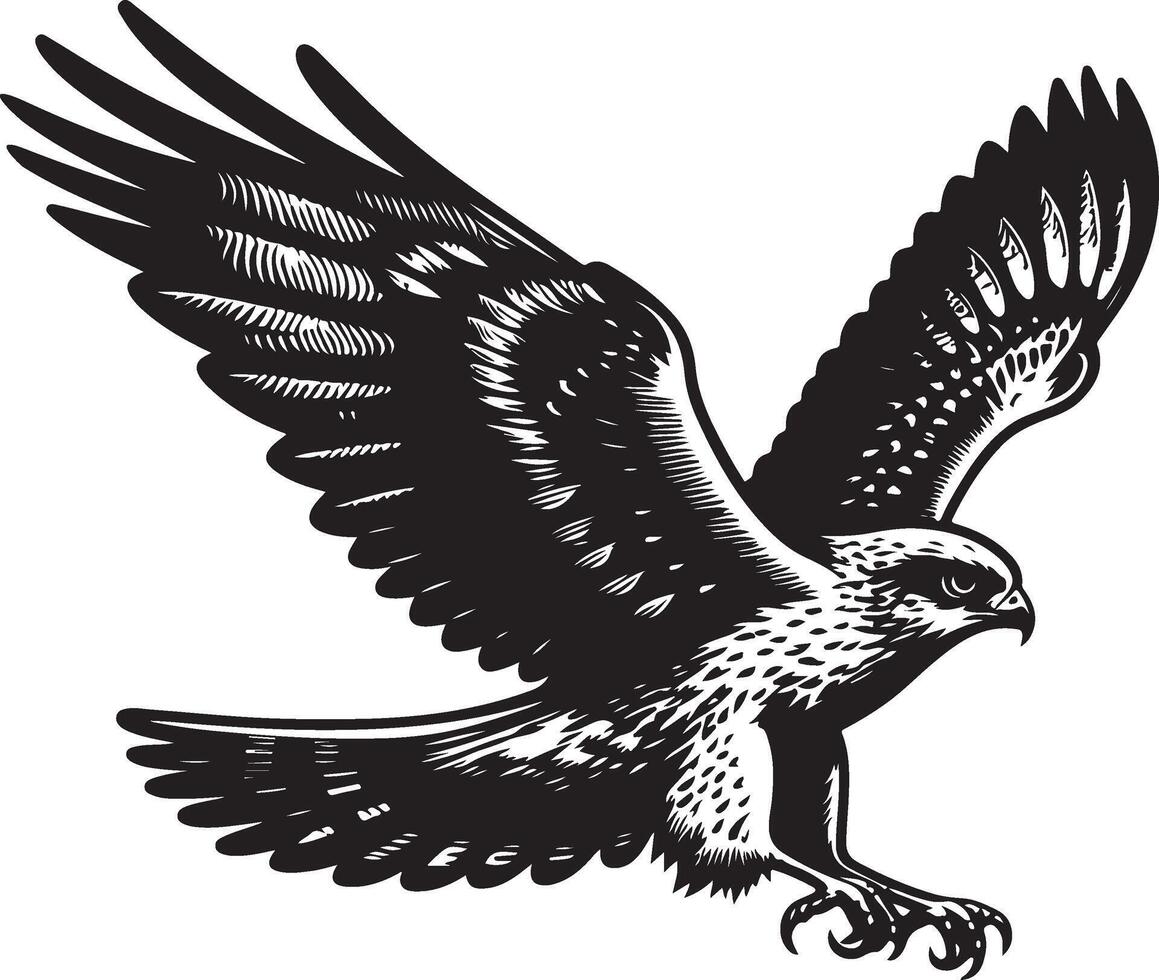 harrier bird illustration black vector