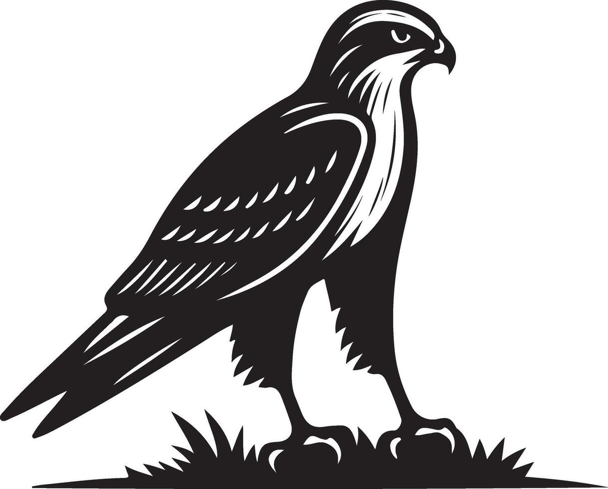 harrier bird illustration black vector