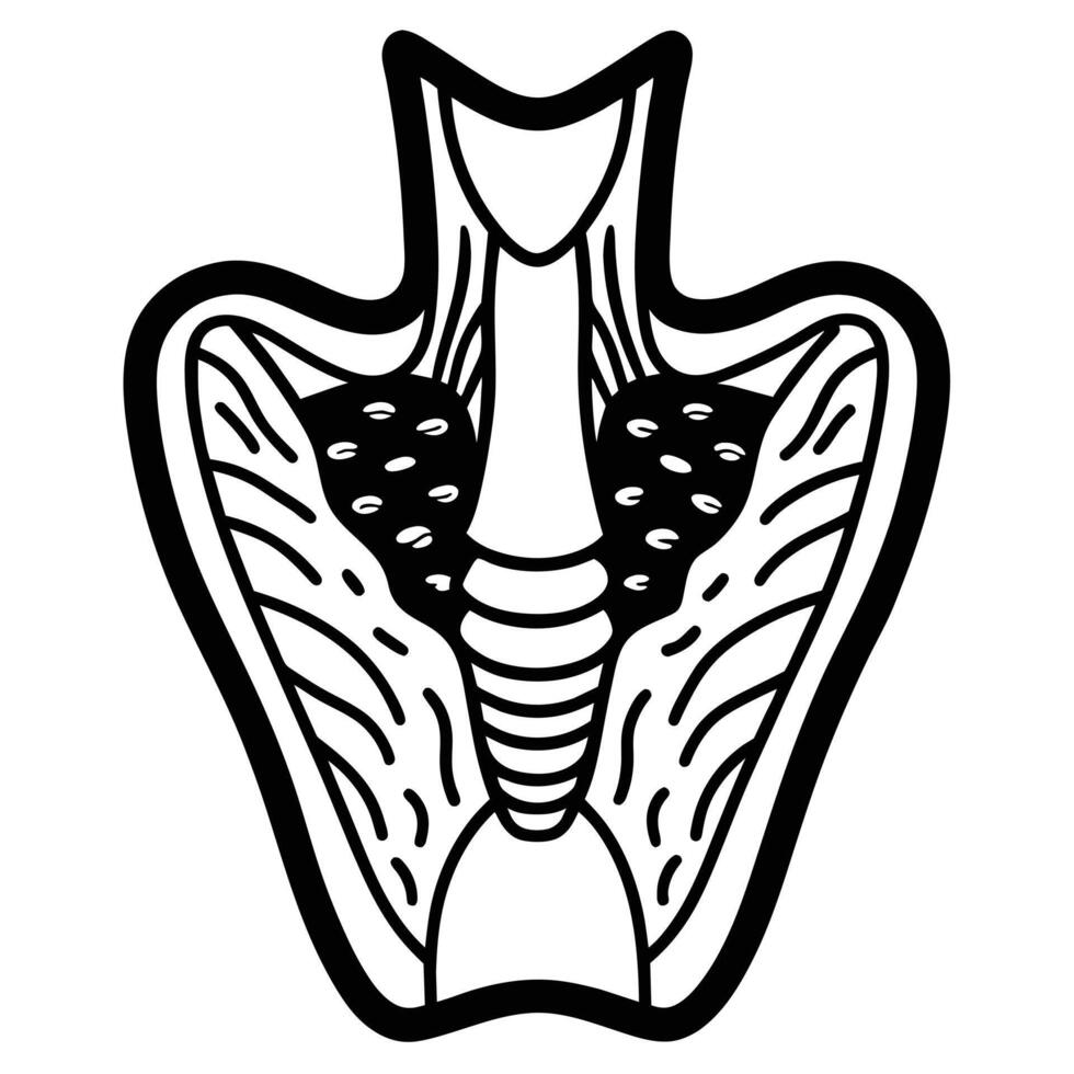 illustration of human organ, thyroid vector