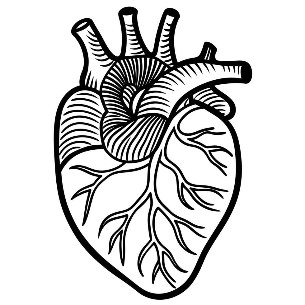 illustration of human organ, heart vector