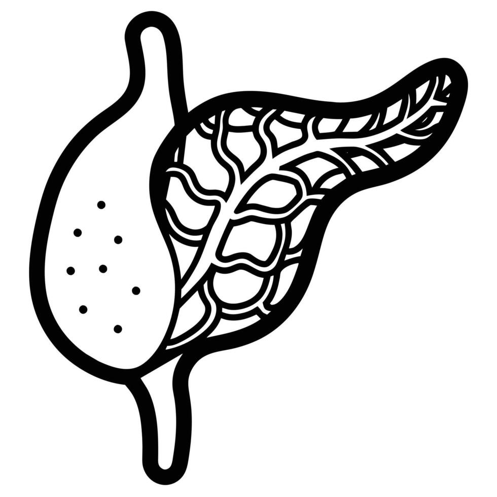 illustration of human organ, pancreas vector