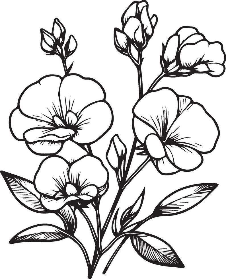 Set of a decorative stylized Sweet pea flower isolated on white background. Highly detailed illustration, doodling and zentangle style, tattoo design blossom Sweet pea, Sweet pea line drawing vector