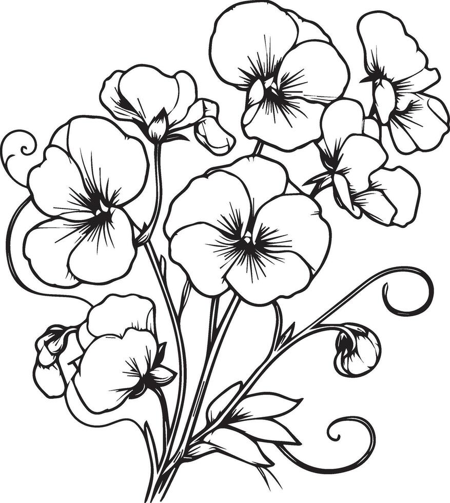 Sweet pea flower drawing, a branch of the botanical spring collection, ink illustration art of Sweet pea bouquet, hand-drawn artistically, Zentangle tattoo, easy flower coloring pages and book vector