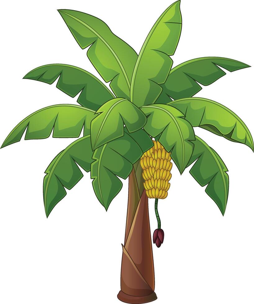 Banana palm tree isolated on white background vector
