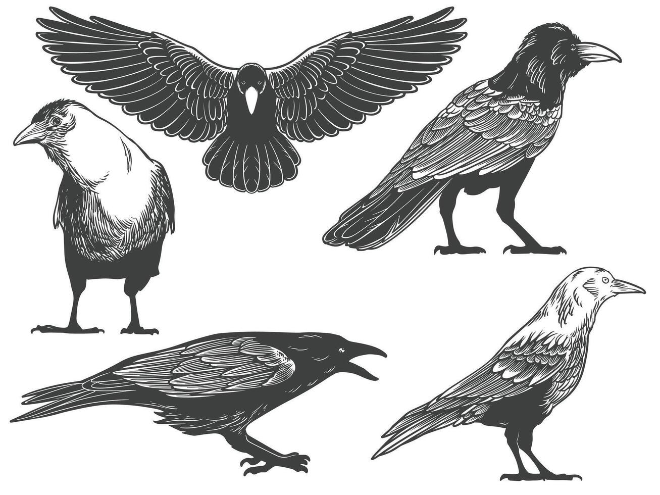 Hand drawn of crow from different angle views in engraving black and white style on white background vector