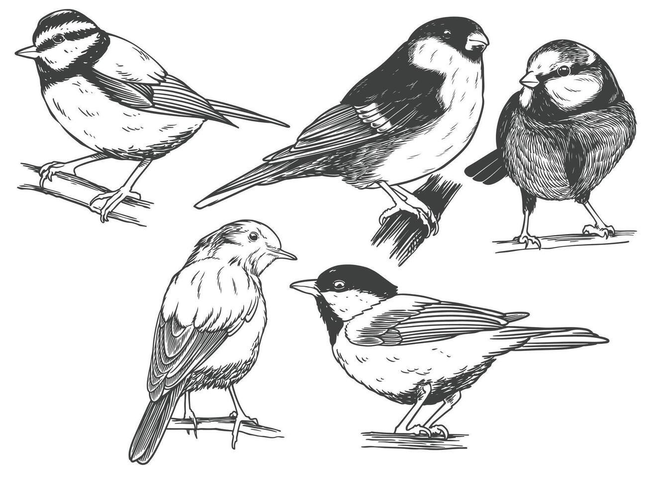 Hand drawn of Songbird bird from different angle views in engraving black white style illustration. vector