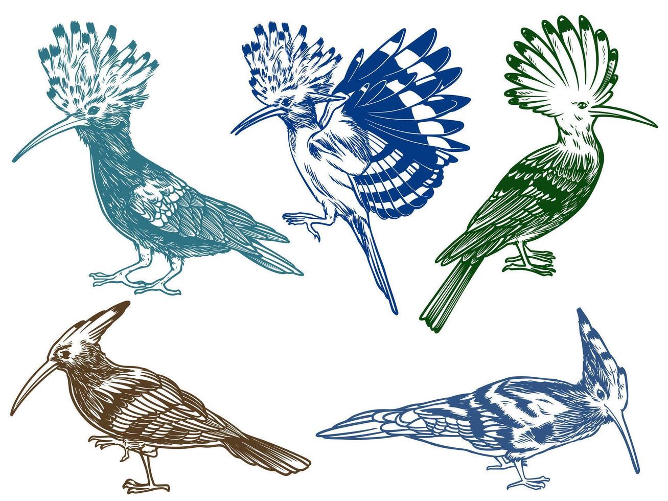 Hand drawn of Hoopoe bird from different angle views in engraving colorful style illustration vector