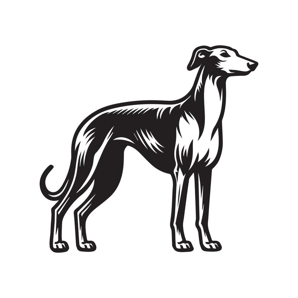 Proud Greyhound dog Standing Illustration in black and white vector