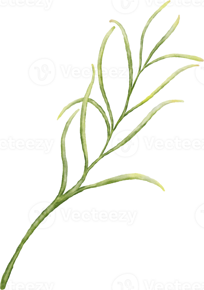 Watercolor of cosmea leaves png