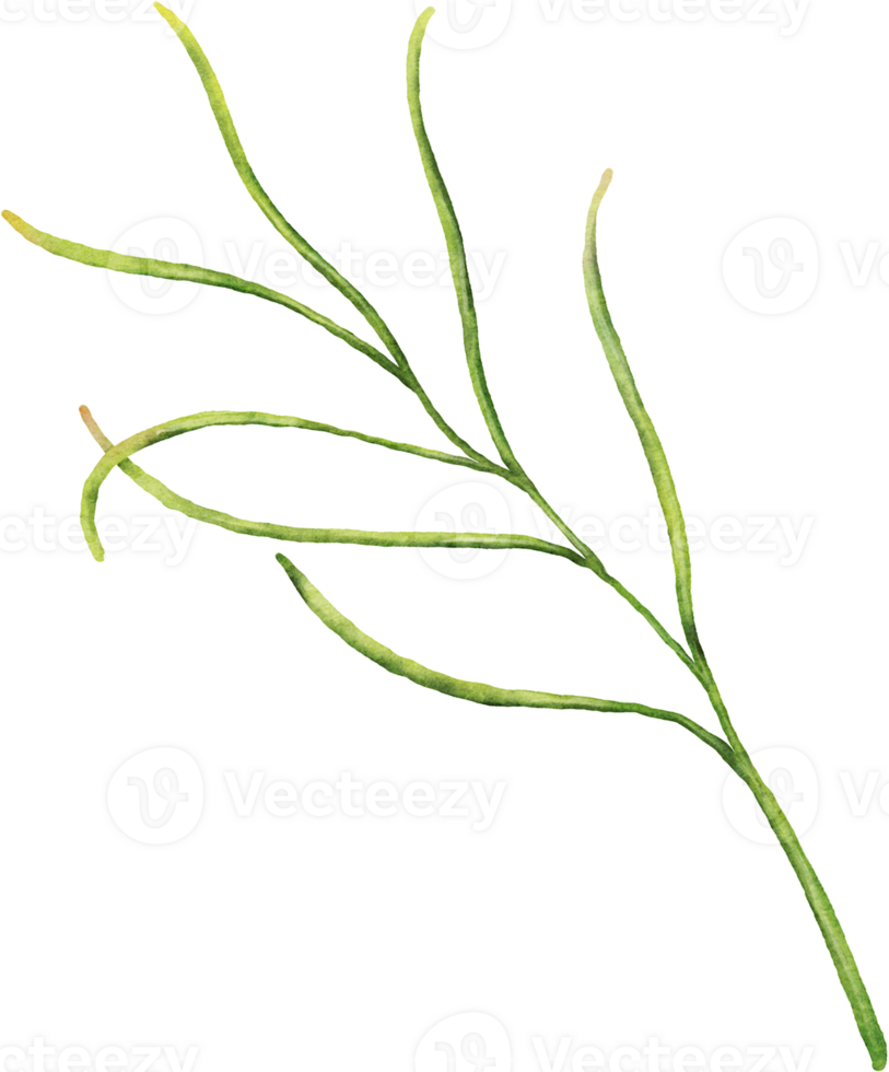 Watercolor of cosmea leaves png