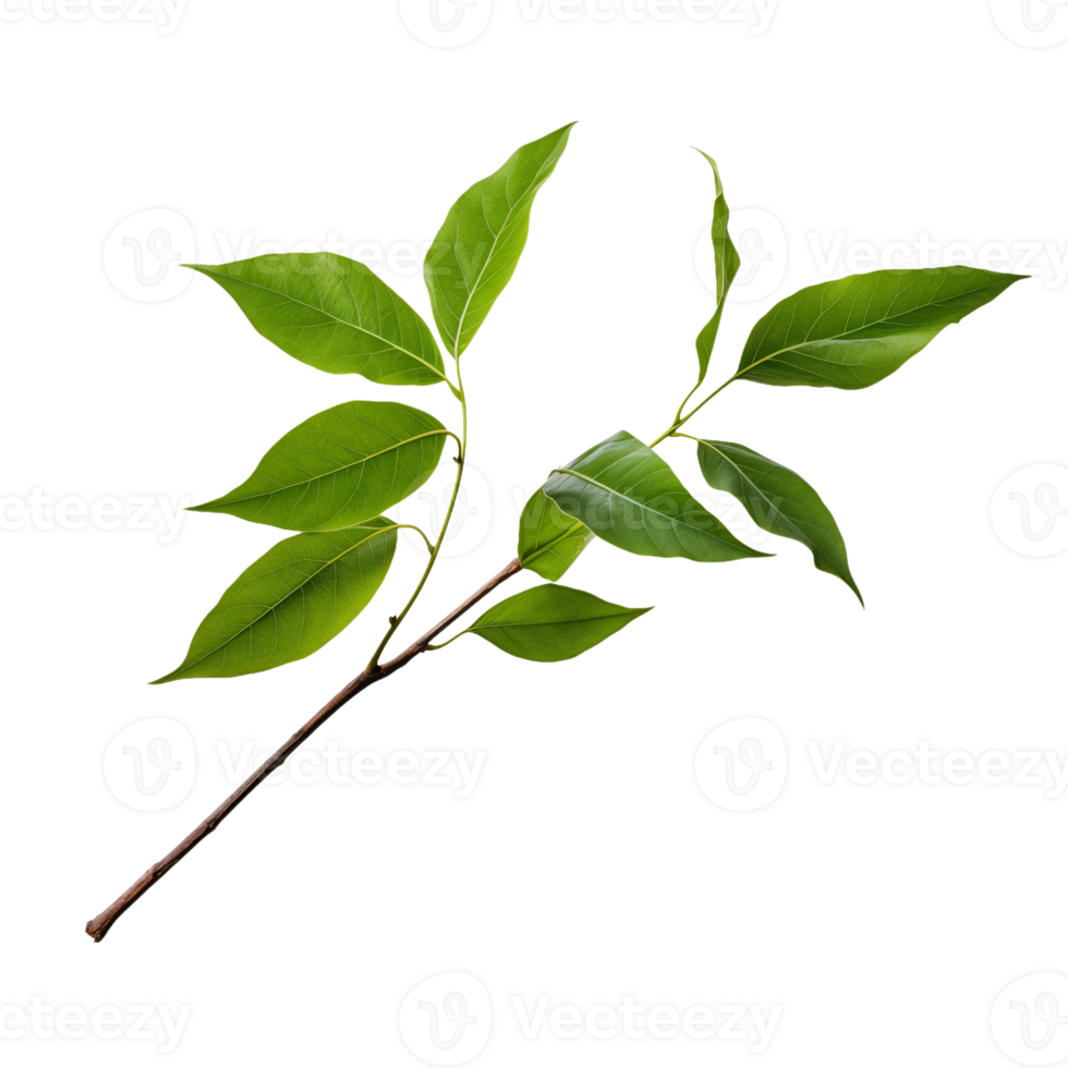 A Detailed Close-Up of a Green Leafy Branch Isolated on a Transparent Background png