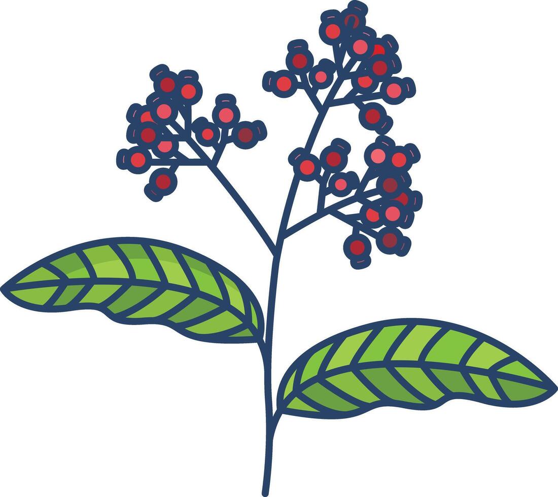 Allspice linear color illustration vector