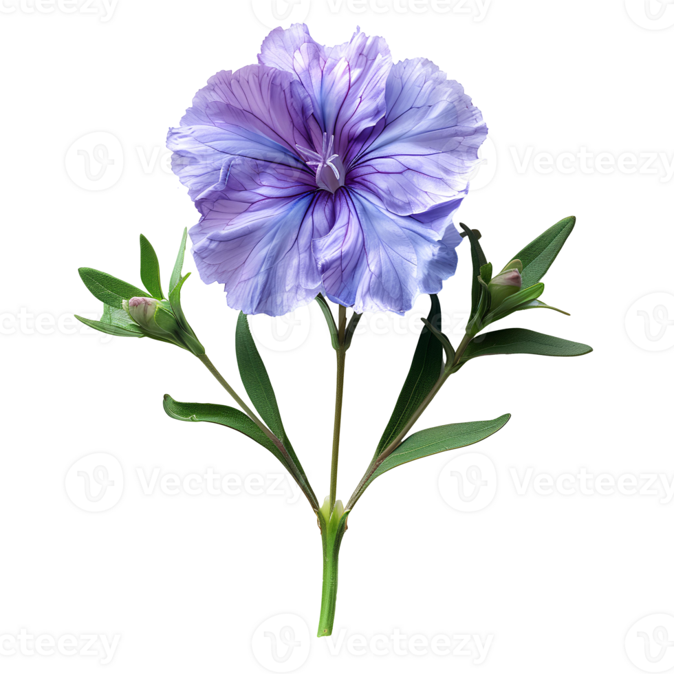 Dianthus flower . Purple iris flower top view isolated. Peony flower flat lay . Purple flower during summertime bloom isolated png