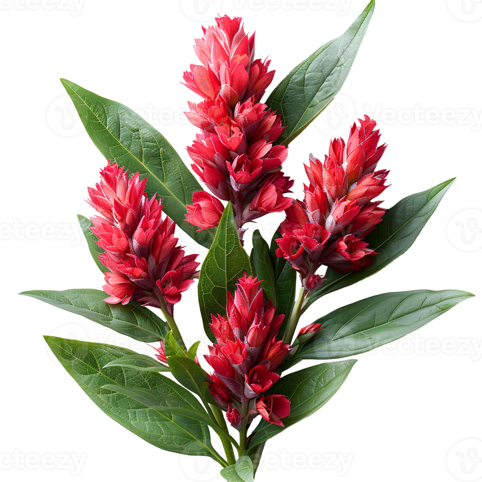Cockscomb flower . Red cockscomb flower top view . Summertime bloom of cockscomb flower flat lay isolated png