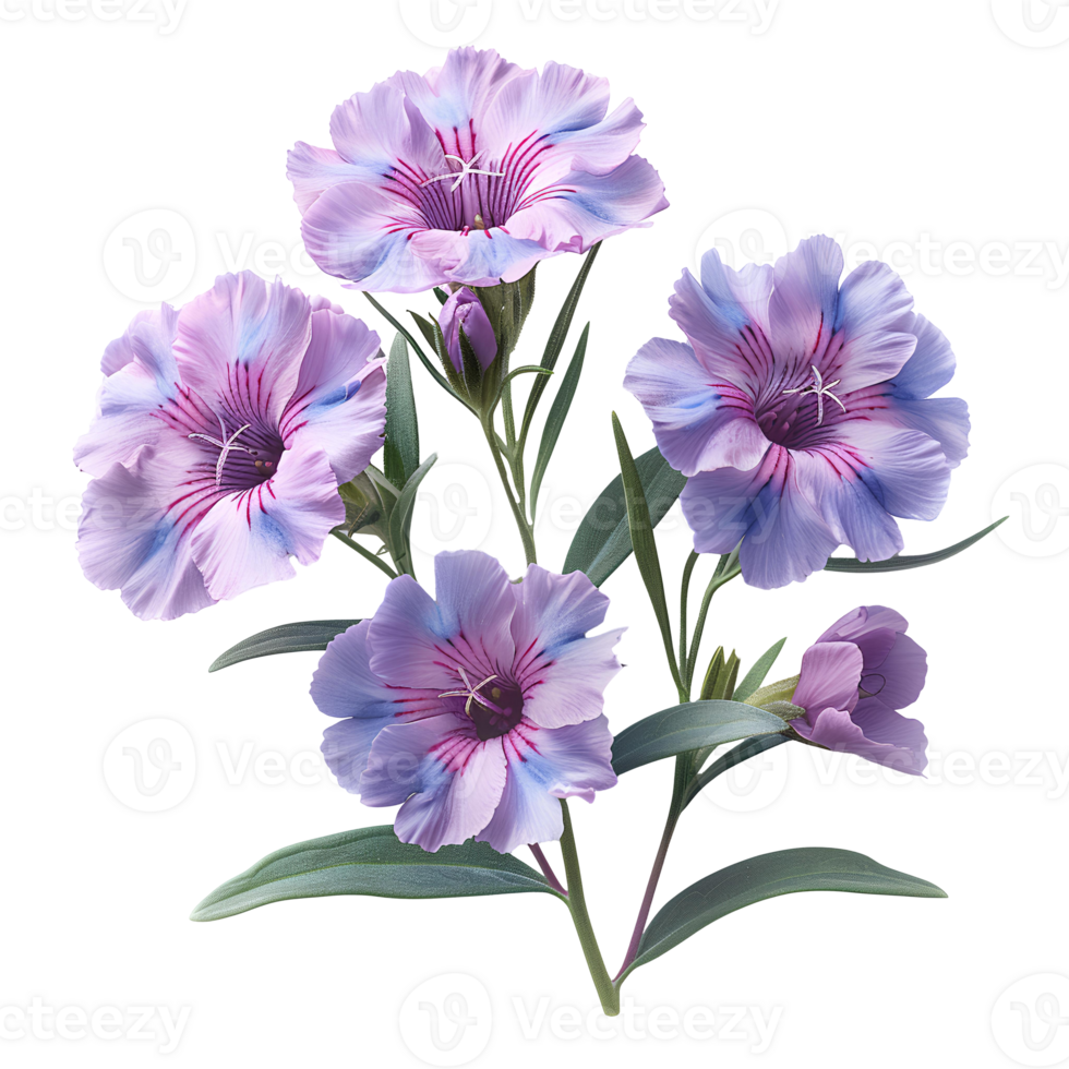 Dianthus flower . Purple iris flower top view isolated. Peony flower flat lay . Purple flower during summertime bloom isolated png