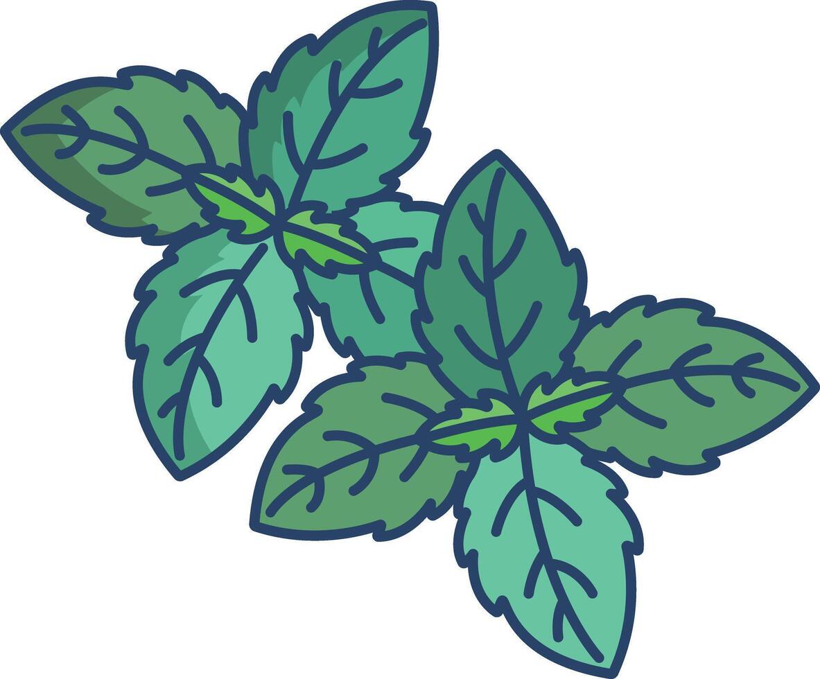 Basil leaf linear color illustration vector