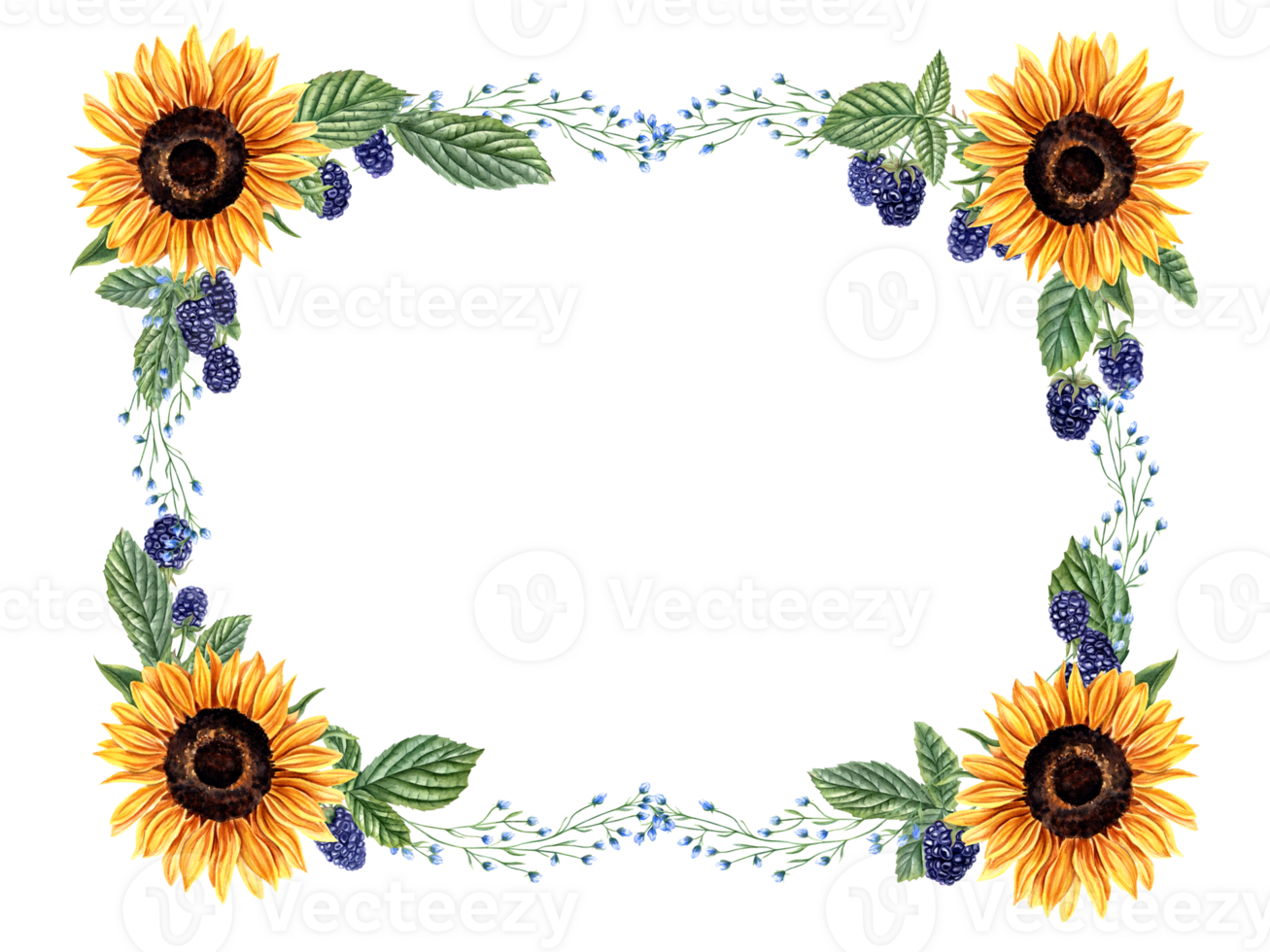 Sunflowers, blackberry and herbs. Horizontal frame with wild meadow plants and berries. Blue, orange yellow flowers. Floral summer design. Empty space for text. Watercolor illustration for greeting png