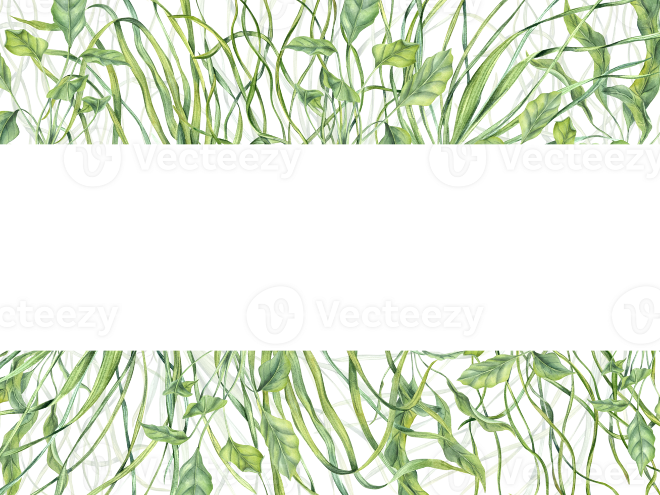 Undersea green weeds. Horizontal frame with water floating plants, grass. Algae, seaweed. Aquarium climbing herbs. Watercolor illustration. Empty space for text. Showcase design, invitation, banner png