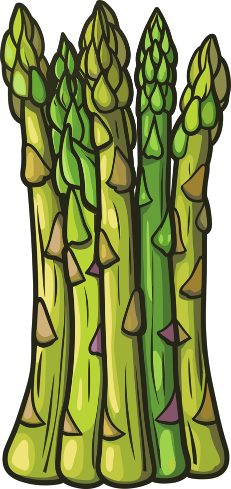 Asparagus clipart design illustration png