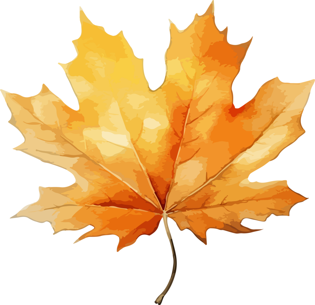 Autumn leaf clipart design illustration png