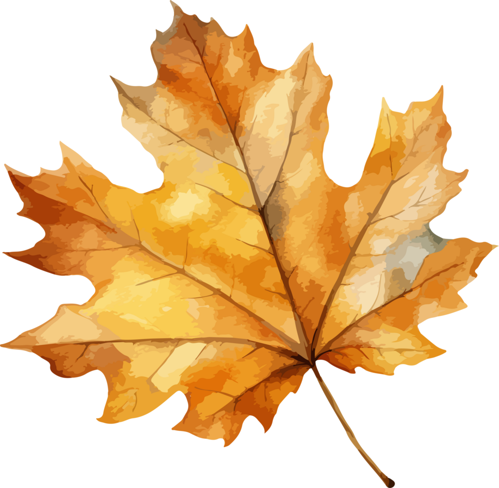 Autumn leaf clipart design illustration png