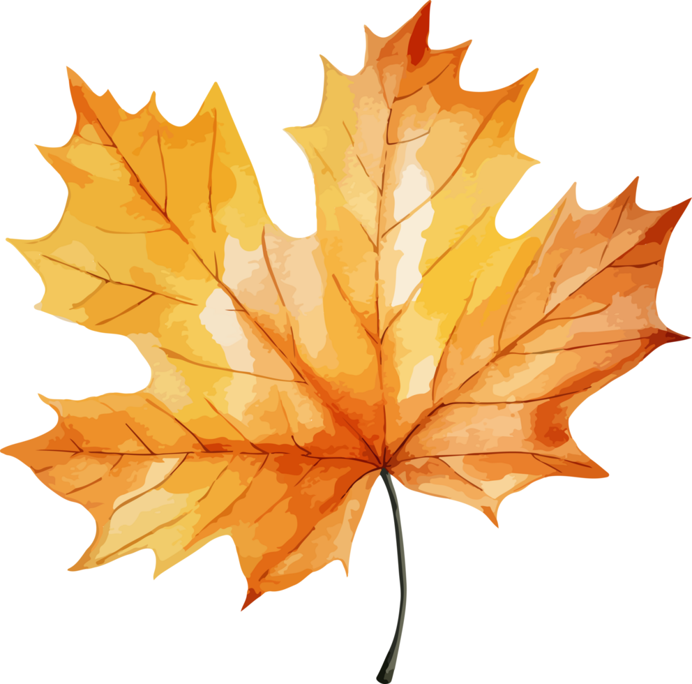 Autumn leaf clipart design illustration png