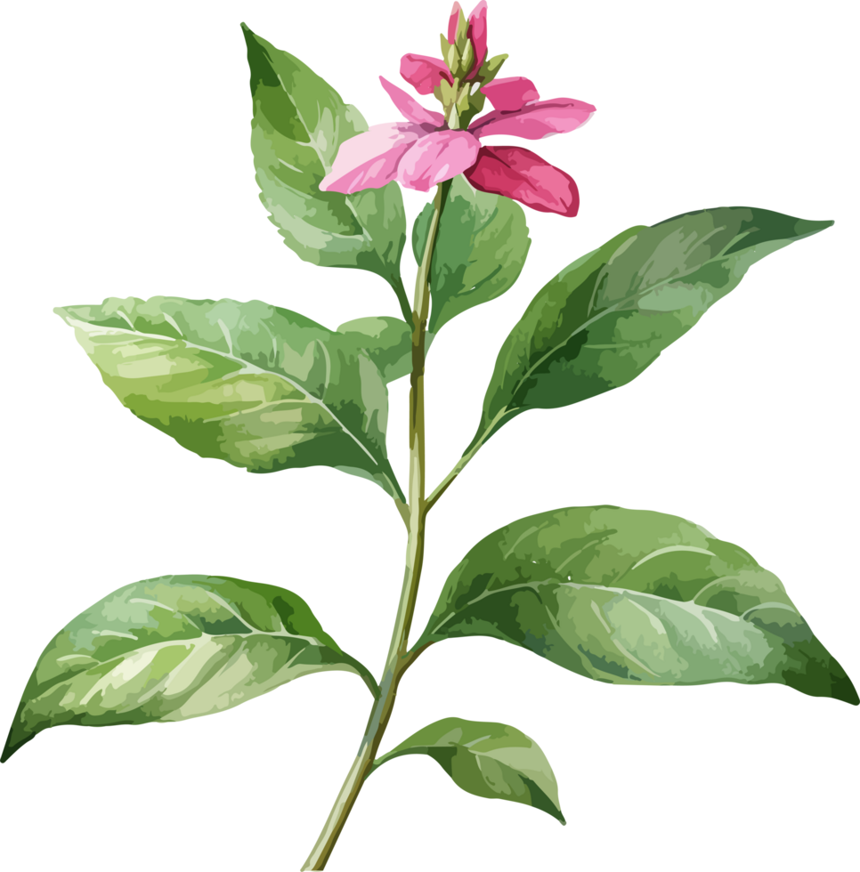 Watercolor balsam flower design illustration png