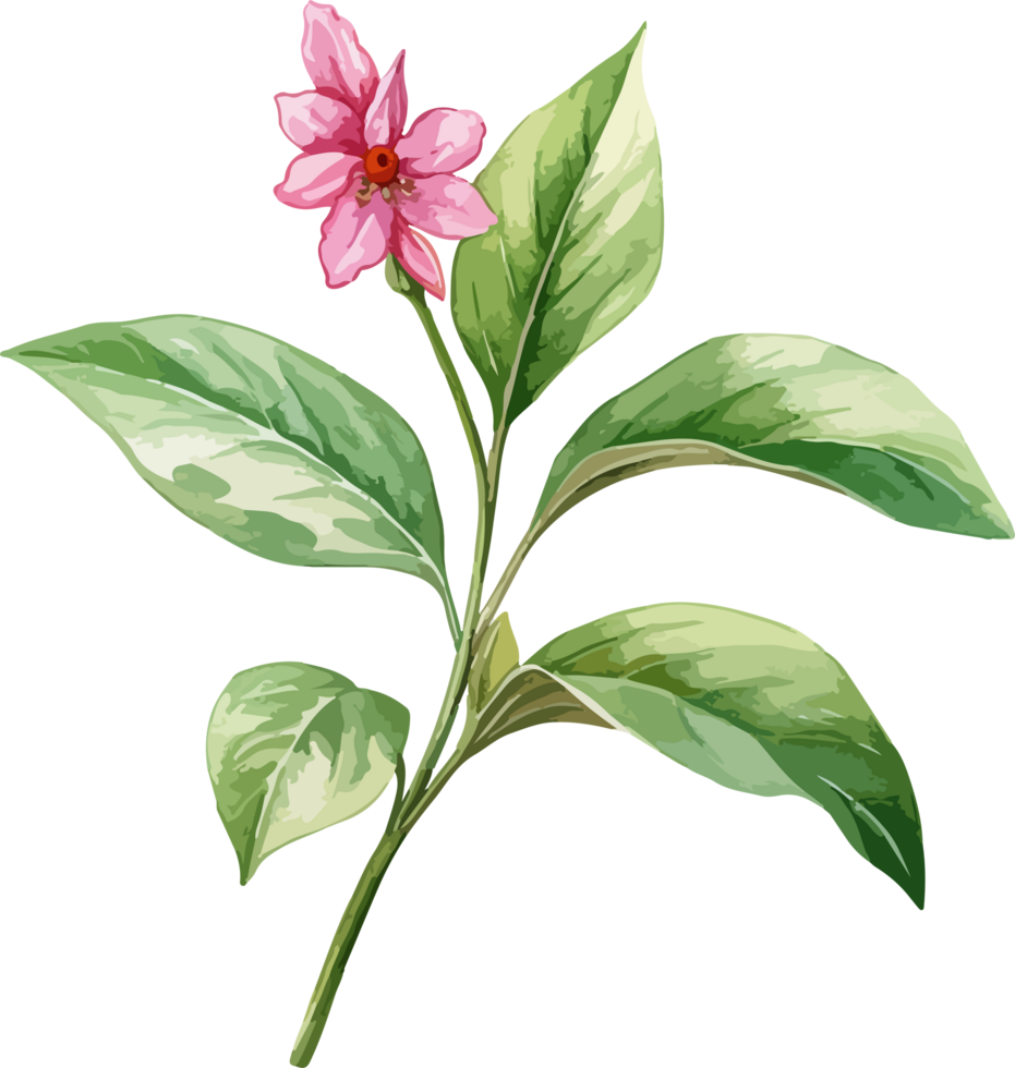 Watercolor balsam flower design illustration png