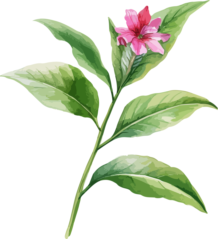 Watercolor balsam flower design illustration png