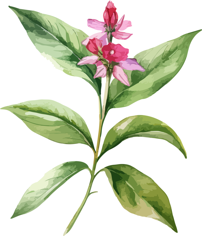 Watercolor balsam flower design illustration png