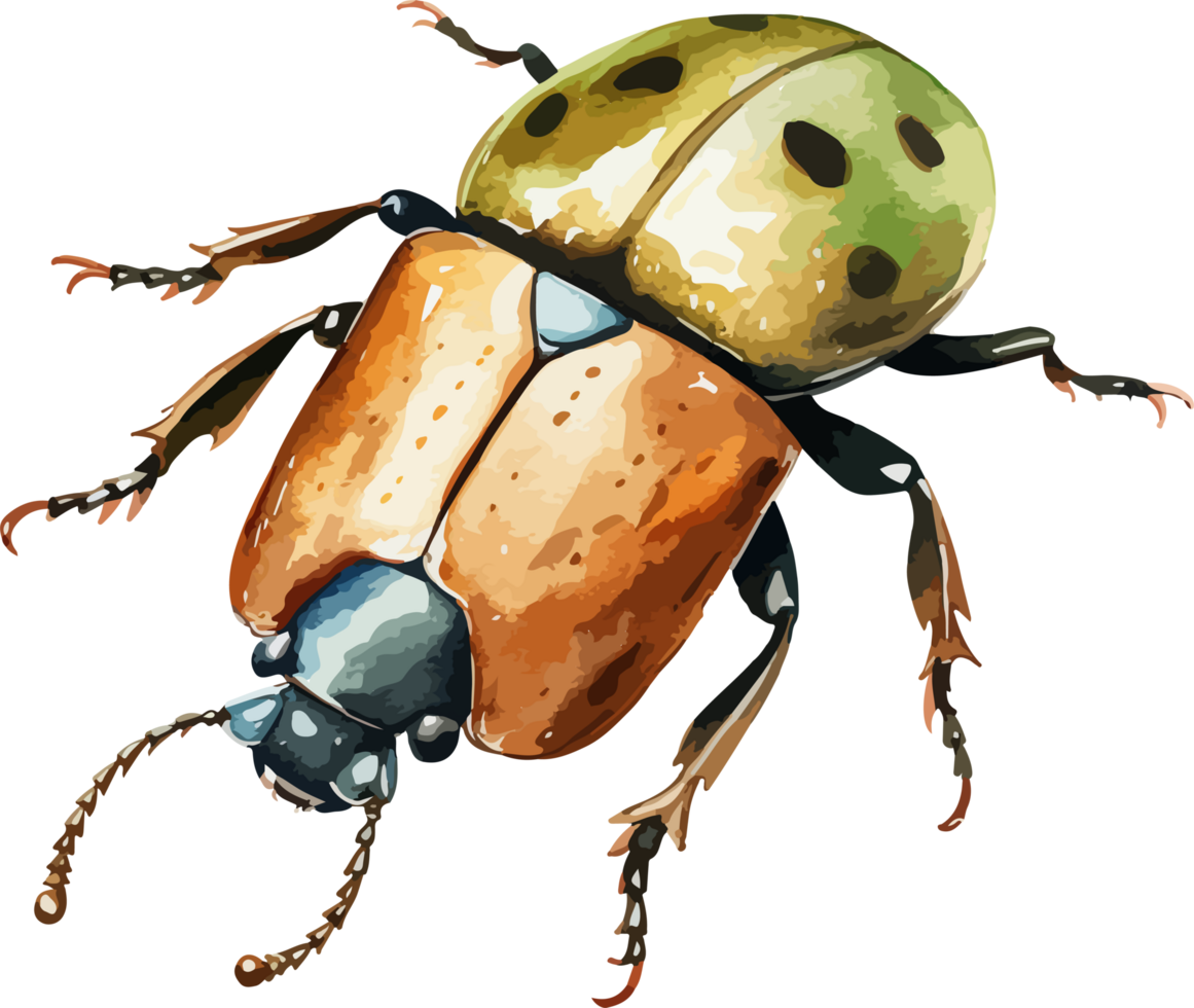 Beetle clipart design illustration png