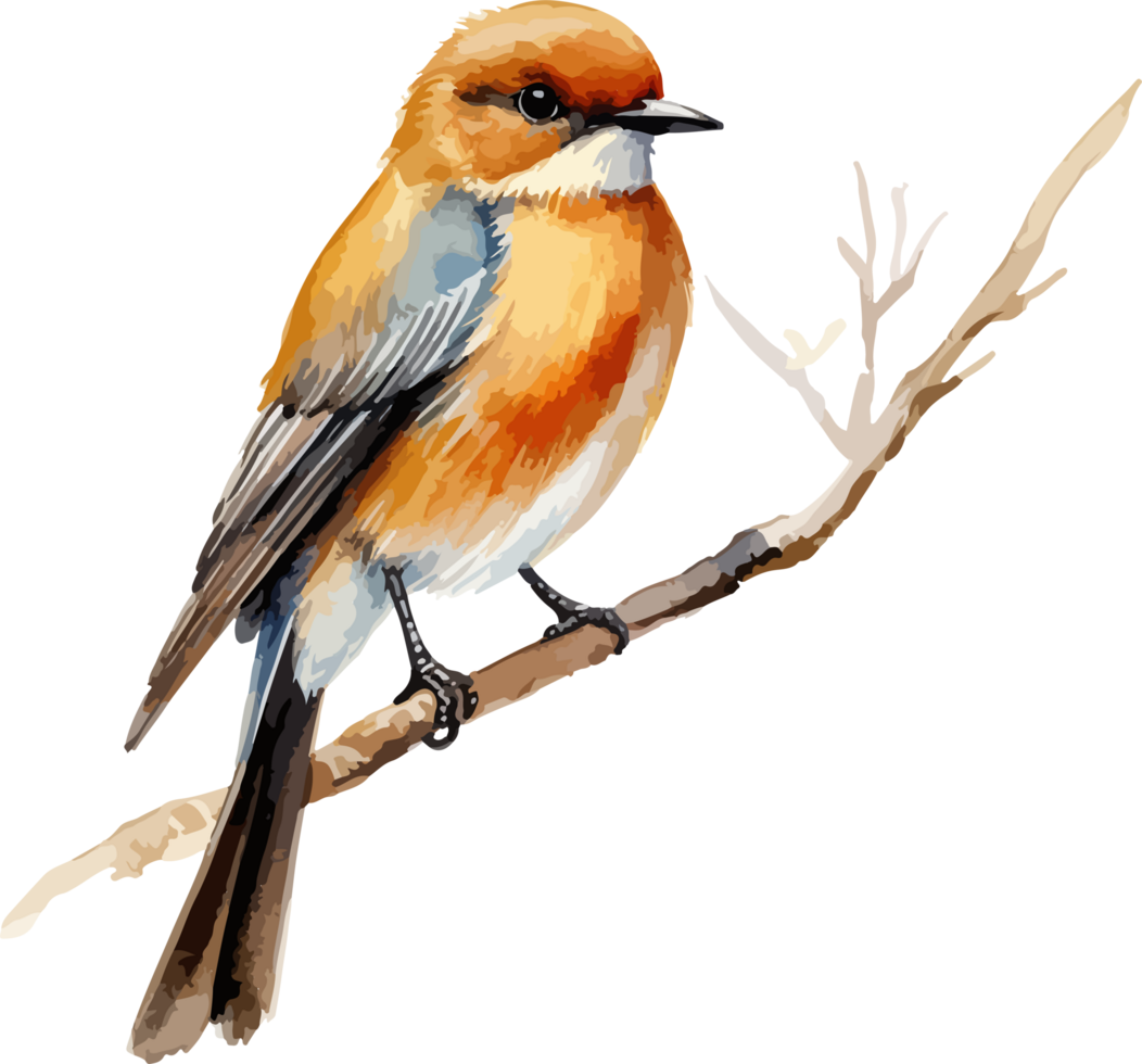 Bird on branch clipart design illustration png