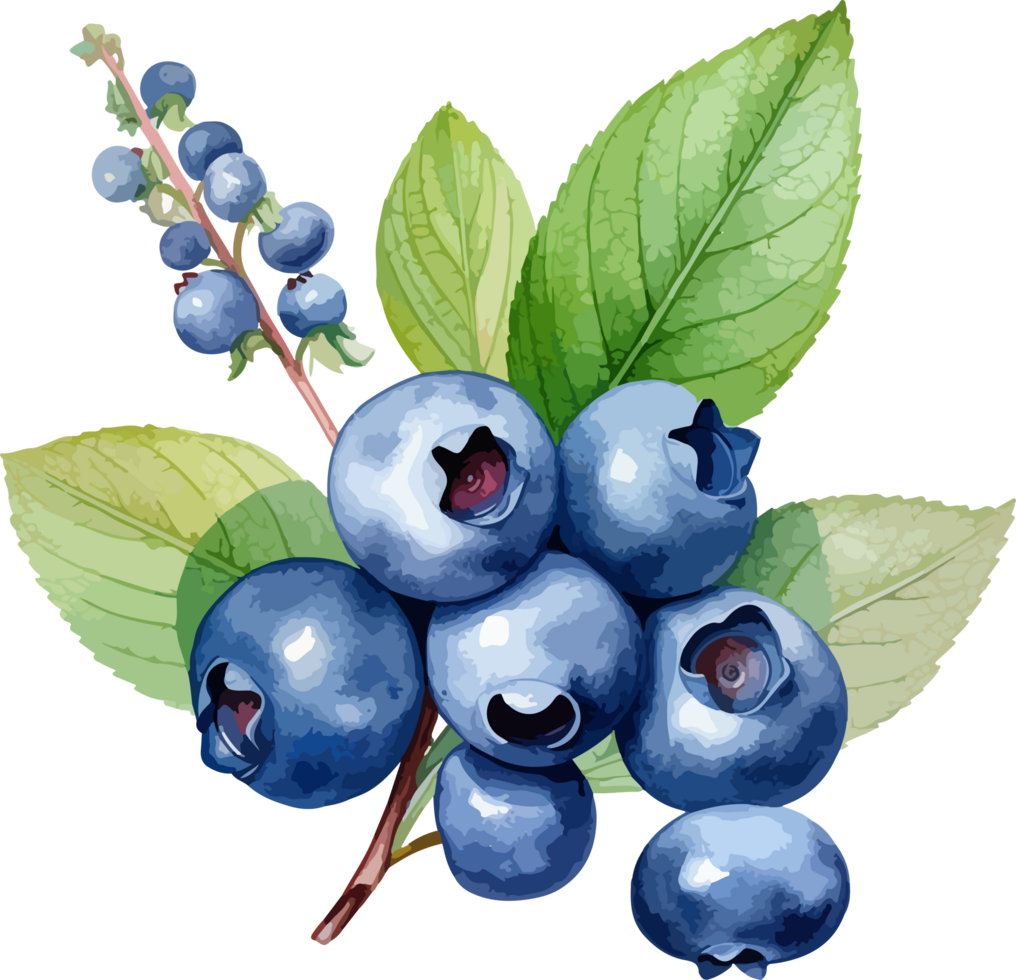 Watercolor blueberry clipart design illustration png