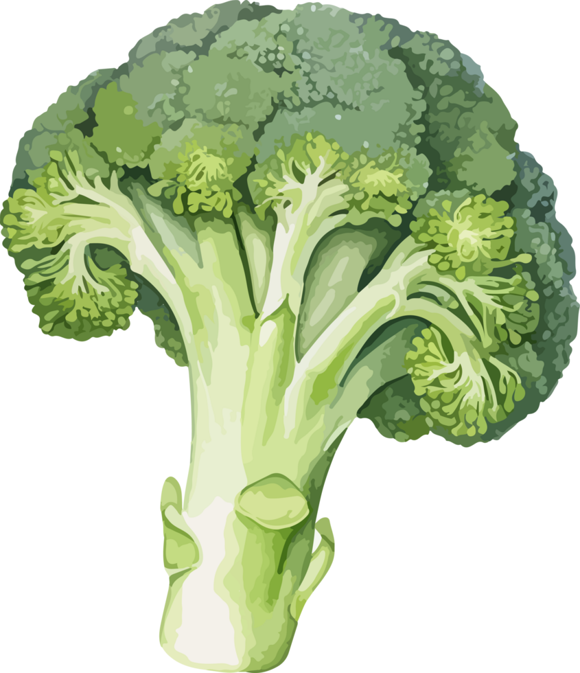Broccoli clipart design illustration png