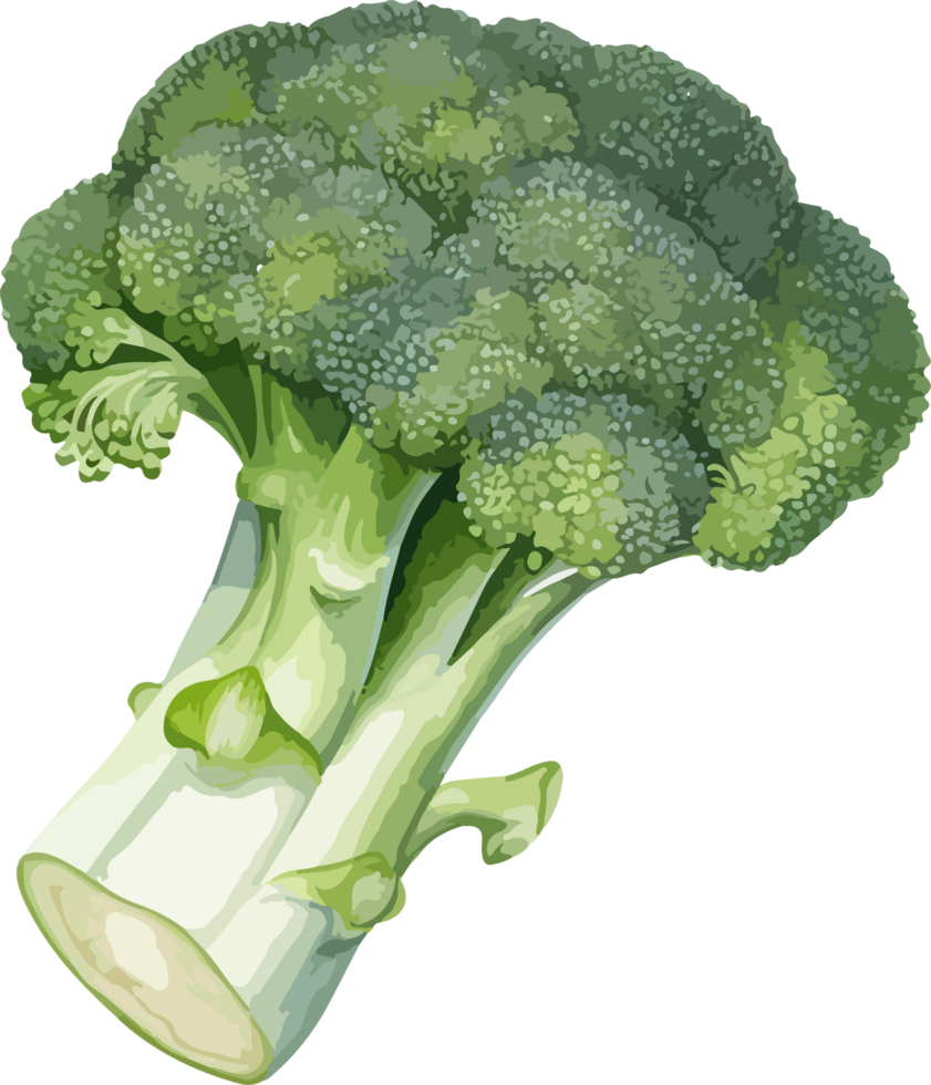 Broccoli clipart design illustration png