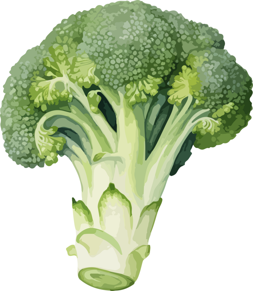 Broccoli clipart design illustration png