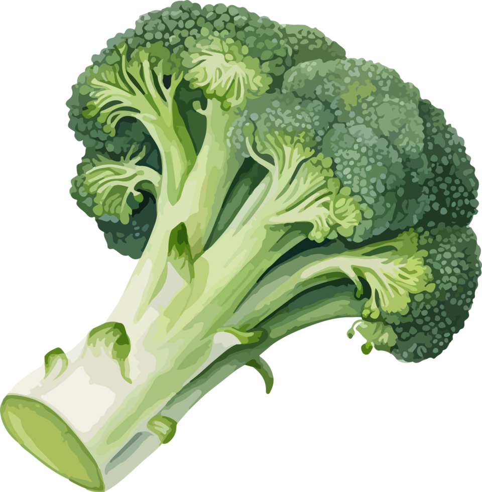 Broccoli clipart design illustration png