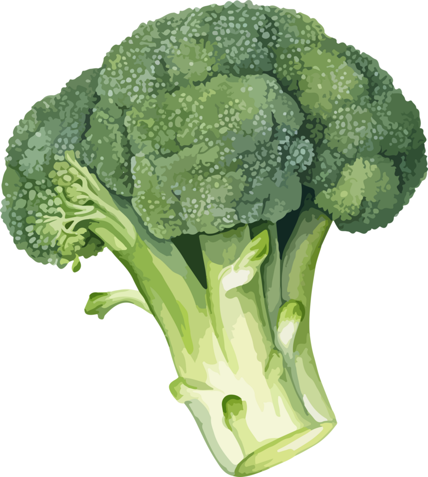 Broccoli clipart design illustration png
