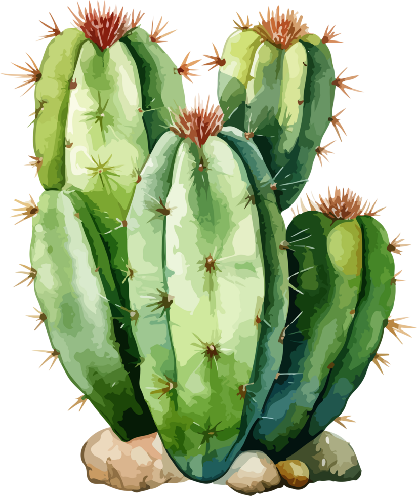 Watercolor cactus clipart design illustration png