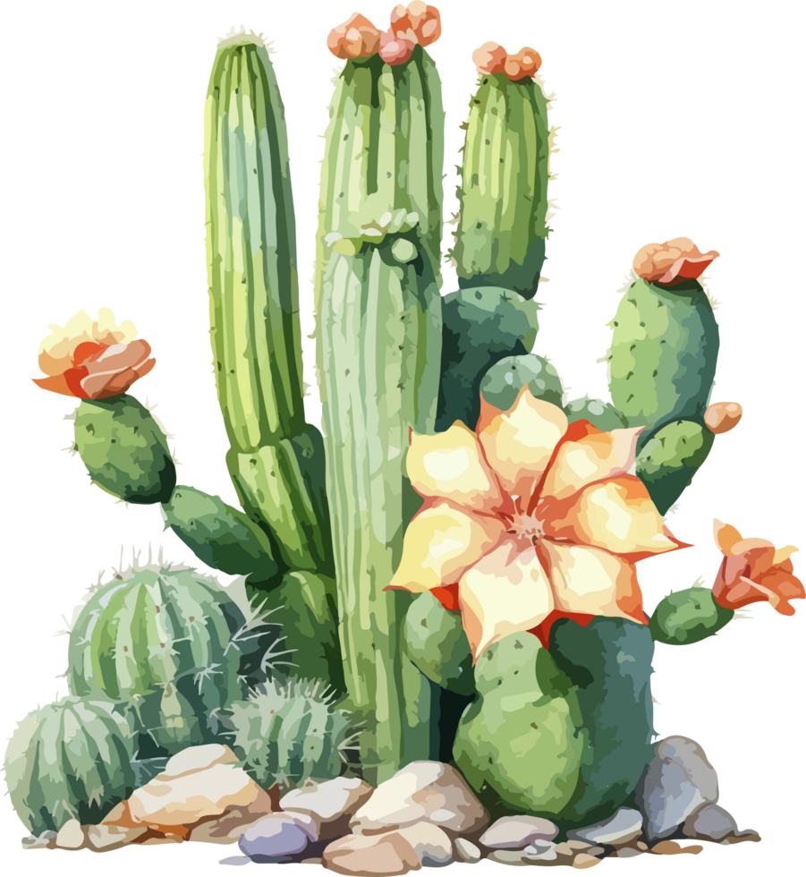Watercolor cactus clipart design illustration png
